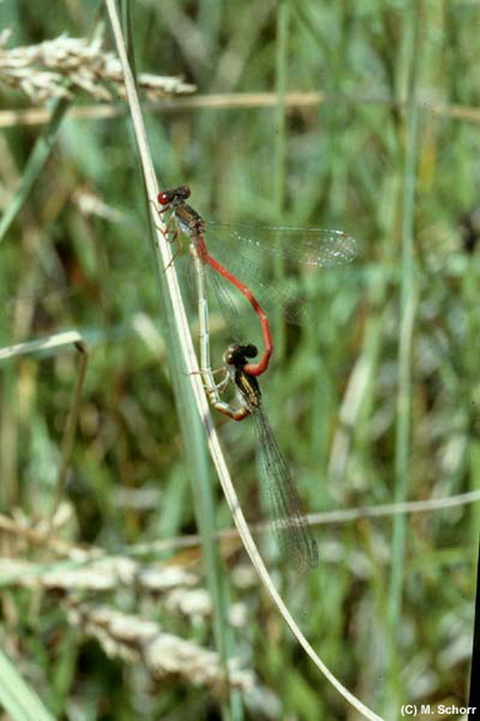 Späte Adonislibelle